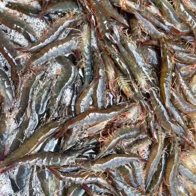 Tôm Thẻ 50